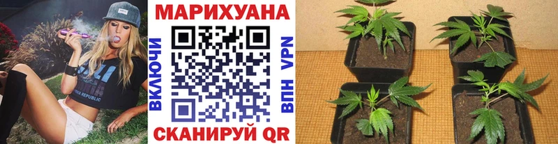 Бошки марихуана сатива  Купить  Вологда 